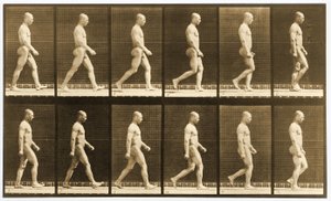 Kuvasarja alaston miehestä kävelemässä, "Animal Locomotion" -sarja, n. 1881 (m/v kuva) tekijältä Eadweard Muybridge