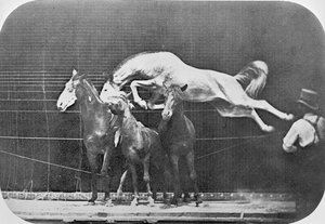 Kolmen hevosen yli hyppääminen...kastanjahevonen Hornet, elokuvasta "Animal Locomotion, An Electro-photographic Investigation of Consecutive Phases of Animal Movement", n. 1872-85 tekijältä Eadweard Muybridge