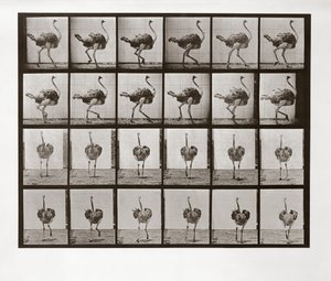 Strutsijuoksu, levy 772, Animal Locomotion, 1887 tekijältä Eadweard Muybridge