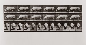 Sian kävely, levy 673 teoksesta Animal Locomotion, 1887. tekijältä Eadweard Muybridge