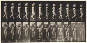 Levy 136. Laskevat portaat Full Demijohn olalla, 1872-1885 tekijältä Eadweard Muybridge