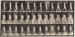 Levy 13. Kävely, 1872-1885 tekijältä Eadweard Muybridge