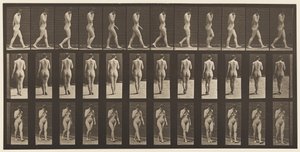 Levy 14. Kävely, oikea käsi leuassa, 1872-1885 tekijältä Eadweard Muybridge