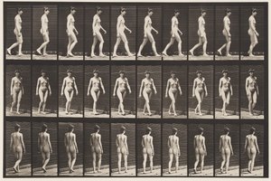 Levy 16. Kävely, 1872-1885 tekijältä Eadweard Muybridge