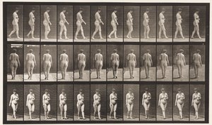 Levy 18. Kävely, vasen käsi poikki vatsan, 1872-1885 tekijältä Eadweard Muybridge