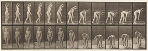 Lauta 204. Pysähtyminen poimimaan palloa tekijältä Eadweard Muybridge