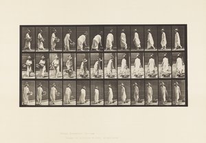 Levy 229. Korin asettaminen maahan ja kääntäminen tekijältä Eadweard Muybridge