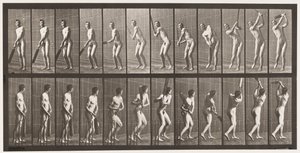 Lauta 291. Kriketti; Lyöminen; Ajaa, 1885 tekijältä Eadweard Muybridge