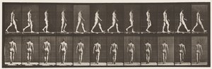 Levy 2. Kävely, 1872-1885 tekijältä Eadweard Muybridge