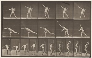 Levy 313. 20-lb:n kallion nostaminen, 1885 tekijältä Eadweard Muybridge