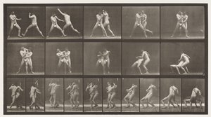 Levy 331. Nyrkkeily; Pysähdy Cross-buttocksille tekijältä Eadweard Muybridge