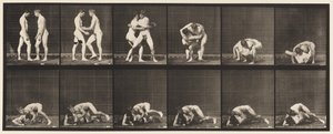 Kilpi 345. Paini, lukko, 1885 tekijältä Eadweard Muybridge