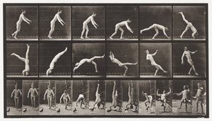 Levy 365. Pääjousi, lentävä kyyhkynen häiritsee tekijältä Eadweard Muybridge