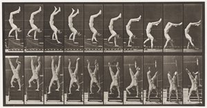 Levy 368. Acrobat, Laskevat portaat käsissä tekijältä Eadweard Muybridge