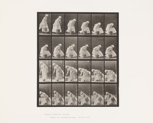 Levy 438. Kauhan laskeminen ja kuuraukseen valmistautuminen, 1885 tekijältä Eadweard Muybridge