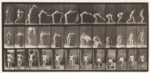 Levy 439. Maton levittäminen lattialle, 1872-1885 tekijältä Eadweard Muybridge