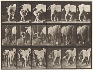 Levy 509. Hevosen kenkiminen tekijältä Eadweard Muybridge