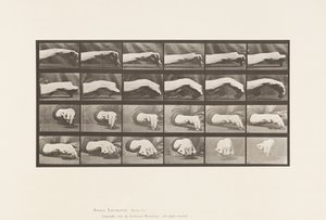 Levy 532. Käden liike; Ympyrän piirtäminen, 1885 tekijältä Eadweard Muybridge
