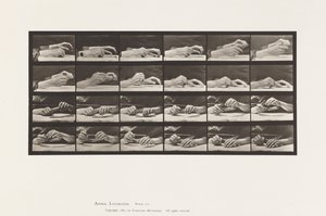 Levy 536. Käden liike; Käsien vaihtokynä tekijältä Eadweard Muybridge