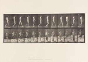 Levy 551. Epilepsia; Kävely, 1885 tekijältä Eadweard Muybridge