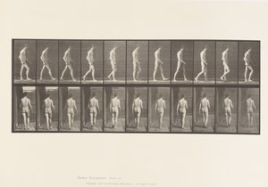 Levy 554. Liikunta-ataksia; Kävely, 1885 tekijältä Eadweard Muybridge