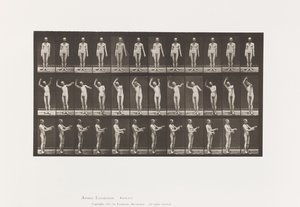 Levy 557. Paikallinen korea; A, B, C, Seisten, 1885 tekijältä Eadweard Muybridge