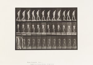 Levy 559. Disseminoitu skleroosi; Kävely Canen kanssa tekijältä Eadweard Muybridge