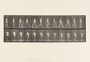 Levy 560. Liikunta-ataksia; Kävely, 1885 tekijältä Eadweard Muybridge