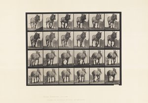 Levy 564. Veto; Rikkoutunut hirsiketju; Tummanharmaa belgialainen hevonen Dusel tekijältä Eadweard Muybridge