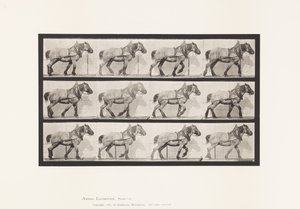 Levy 565. Veto;Tummanharmaa belgialainen hevonen Dusel tekijältä Eadweard Muybridge