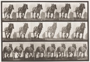 Kilpi 566. Veto; Tummanharmaa belgialainen hevonen Dusel, 1885 tekijältä Eadweard Muybridge