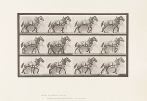 Kilpi 567. Veto;Tummanharmaa belgialainen hevonen Billy, 1885 tekijältä Eadweard Muybridge