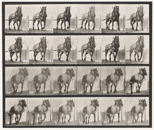 Levy 568. Veto;Tummanharmaa belgialainen hevonen Billy tekijältä Eadweard Muybridge