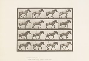 Kilpi 569. Veto;Tummanharmaa belgialainen hevoshanseli, 1885 tekijältä Eadweard Muybridge