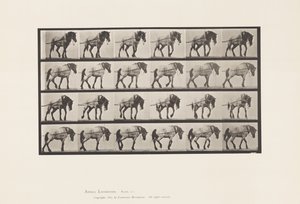 Kilpi 570. Veto;Tummanharmaa belgialainen hevoshanseli, 1885