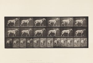 Levy 571. Veto; Vaaleanharmaa Mare Johnson, 1885 tekijältä Eadweard Muybridge