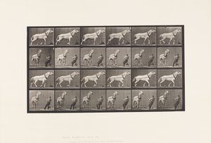 Levy 573. Veto; Mies vetää päätä; Vaaleanharmaa tamma, 1885 tekijältä Eadweard Muybridge