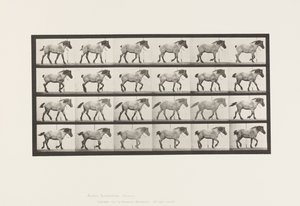Lauta 574. Kävely; Vapaa; Tummanharmaa belgialainen hevoshanseli, 1885 tekijältä Eadweard Muybridge
