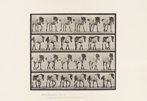 Lauta 575. Kävely; Vapaa; Tummanharmaa belgialainen hevoshanseli, 1885 tekijältä Eadweard Muybridge