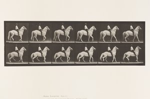 Lauta 577. Kävely; Satula; Epäsäännöllinen; Valkoinen hevonen Clinton, 1885 tekijältä Eadweard Muybridge