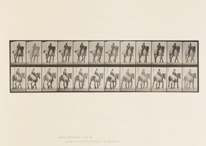 Lauta 578. Kävely; Paljas selkä; Tummanharmaa belgialainen hevonen Dusel tekijältä Eadweard Muybridge
