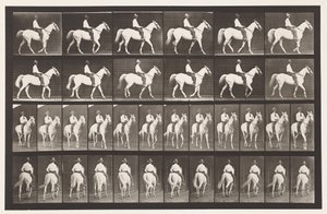 Lauta 579. Kävely; Satula; Valkoinen hevonen Elberon, 1885 tekijältä Eadweard Muybridge