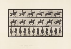 Lauta 584. Kävely; Satula; Epäsäännöllinen; Ruskean tamman kaunotar, 1885 tekijältä Eadweard Muybridge