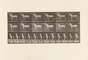 Lauta 586. Kävely; Sulky; Vaaleanharmaa tamma, Katydid, 1885 tekijältä Eadweard Muybridge