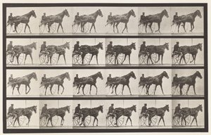 Lauta 587. Kävely; Sulky; Sorrel Mare Nellie Rose, 1885 tekijältä Eadweard Muybridge