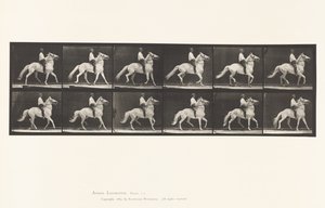 Levy 589. Ambling tekijältä Eadweard Muybridge