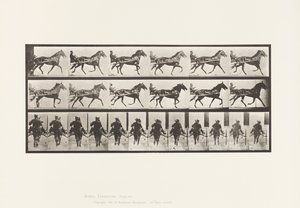 Levy 594. Keinu (tahdistus): Sulky; Brown Horse Pronto tekijältä Eadweard Muybridge