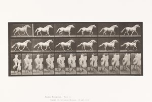 Levy 596. Ravi; Vapaa; Vaaleanharmaa hevoskotka tekijältä Eadweard Muybridge