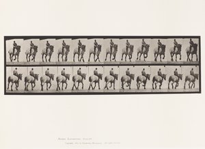 Levy 599. Ravi; Ilman satulaa; Tummanharmaa Dusel tekijältä Eadweard Muybridge