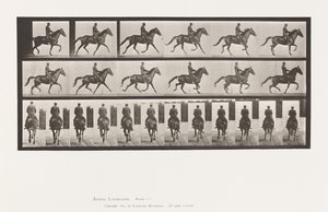 Levy 601. Ravi; Satula; Ruskea tamma kaunotar tekijältä Eadweard Muybridge